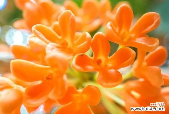 桂花的香气扑鼻 桂花的花语与寓意