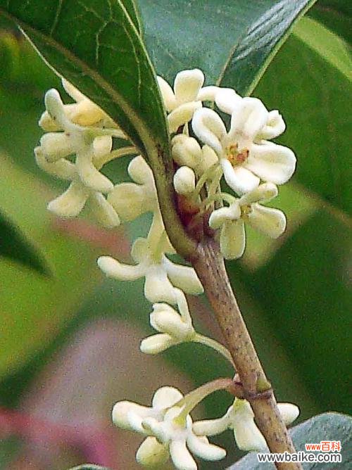 桂花的香气扑鼻 桂花的花语与寓意