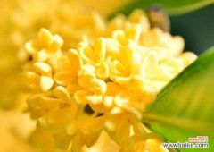 桂花的香气扑鼻 桂花的花语与寓意