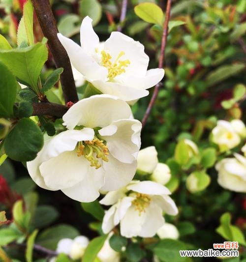 海棠花的象征之美与深层意义 海棠花的花语与寓意