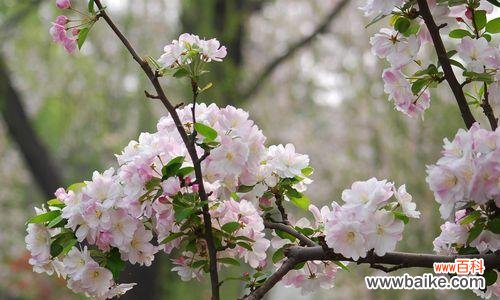 赋予生命力的海棠花与人生哲理 海棠花