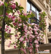 赋予生命力的海棠花与人生哲理 海棠花