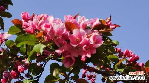 四季海棠花的花语及其象征意义 四季海棠花