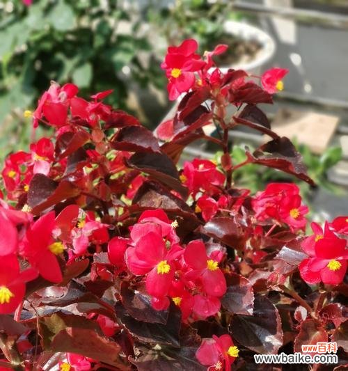 四季海棠花的花语及其象征意义 四季海棠花