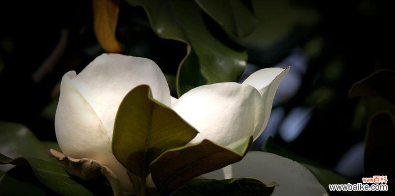 探索广玉兰花的独特花语与象征意义 广玉兰花语