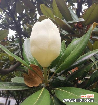 探索广玉兰花的独特花语与象征意义 广玉兰花语