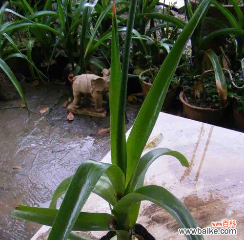 广东万年青开花的意义及象征——向生命致敬 广东万年青开花的寓意——生命的坚韧与希望