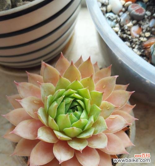 解读观音莲开花的善良与希望 观音莲开花的意义与寓意