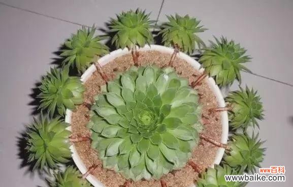 悟透生命的真谛 以观音莲的花语和寓意