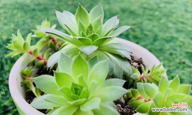 悟透生命的真谛 以观音莲的花语和寓意