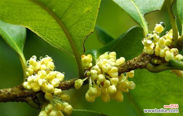 香气四溢的金秋之花 桂花的花语与象征