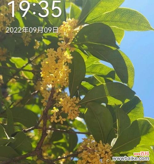 香气四溢的金秋之花 桂花的花语与象征