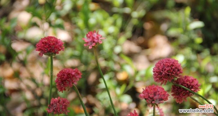 唤醒希望与坚韧的力量 以海石竹的花语赋予生活美好