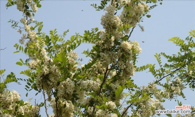 永恒 国槐树的寓意与象征意义