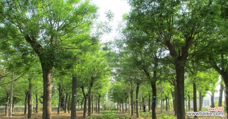 永恒 国槐树的寓意与象征意义