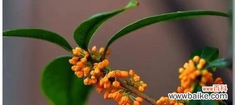 花开如意 桂花的花语意义