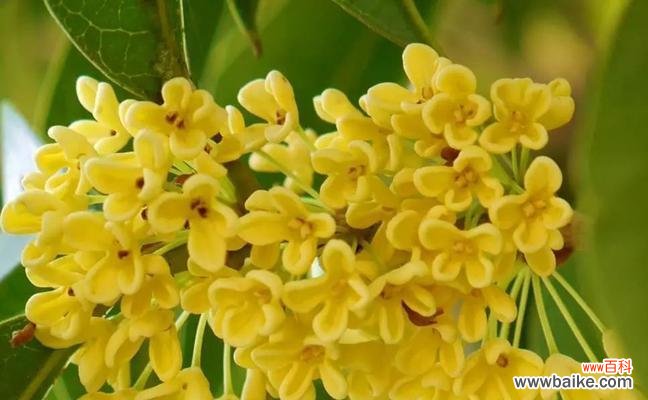 花开如意 桂花的花语意义