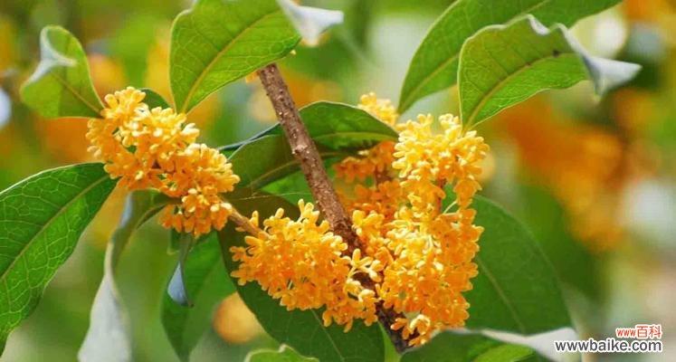 花开如意 桂花的花语意义