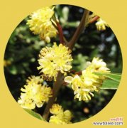 桂花的花语和传统文化中的象征意义 桂花花语