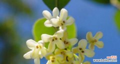 探寻四季桂花的坚韧品质与深刻寓意 四季桂花的花语