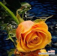 探寻黄玫瑰的情感象征 黄玫瑰的美丽与含义