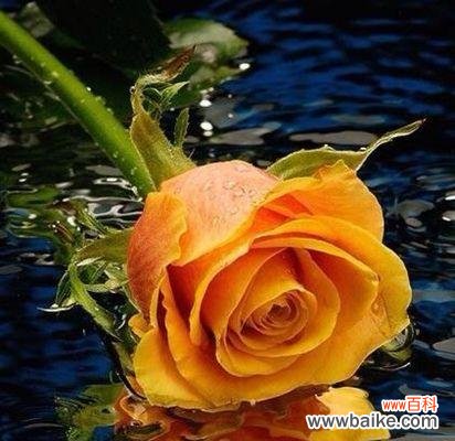 探寻黄玫瑰的情感象征 黄玫瑰的美丽与含义