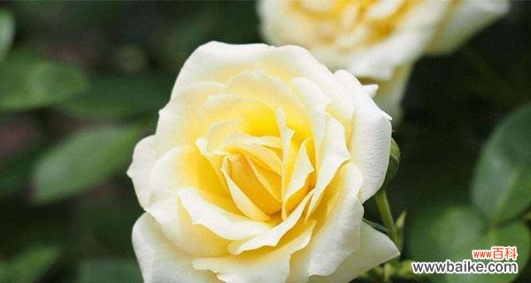 探寻黄玫瑰的情感象征 黄玫瑰的美丽与含义