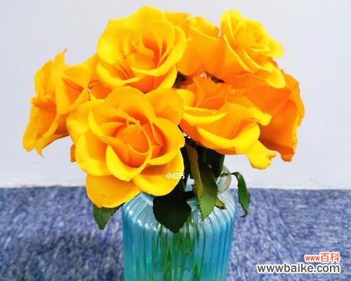 探寻黄玫瑰的独特之处 黄玫瑰的美丽与象征意义