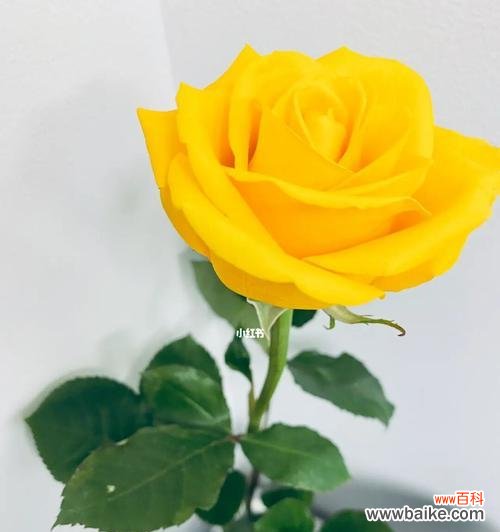 探寻黄玫瑰的深刻内涵和文化背景 黄玫瑰花的象征意义与美丽魅力