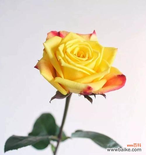 探寻黄玫瑰的深刻内涵和文化背景 黄玫瑰花的象征意义与美丽魅力