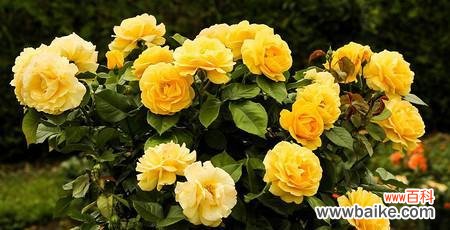 探寻黄玫瑰的深刻内涵和文化背景 黄玫瑰花的象征意义与美丽魅力