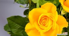 黄玫瑰花与友谊 黄玫瑰花的象征意义及寓意解读