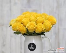黄玫瑰 黄玫瑰的花语与象征意义