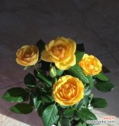 探寻黄玫瑰所传达的情感和意义 黄玫瑰的真正花语