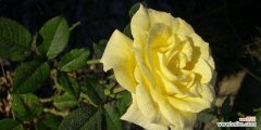 探索黄蔷薇的美丽与含义 黄蔷薇花语与代表意义