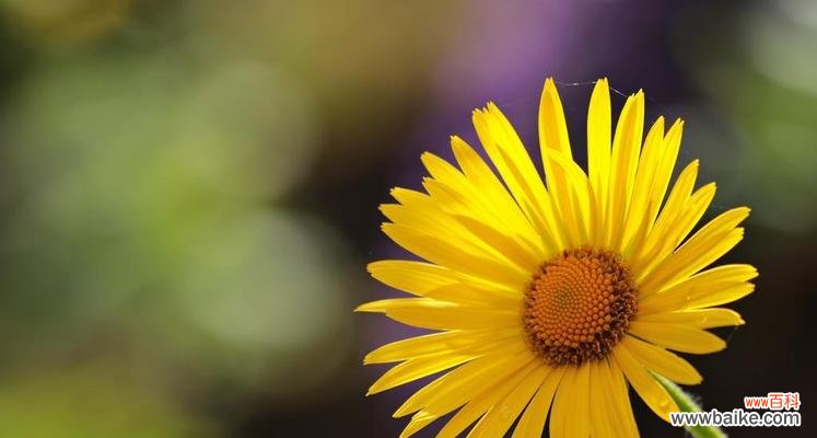 揭示黄色雏菊的含义和象征 黄色雏菊的花语和寓意
