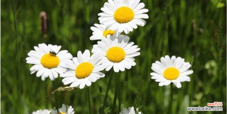 揭示黄色雏菊的含义和象征 黄色雏菊的花语和寓意