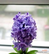 揭开黄色风信子的花语之谜 黄色风信子花语的魅力与寓意