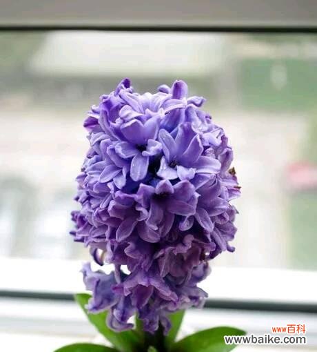 揭开黄色风信子的花语之谜 黄色风信子花语的魅力与寓意