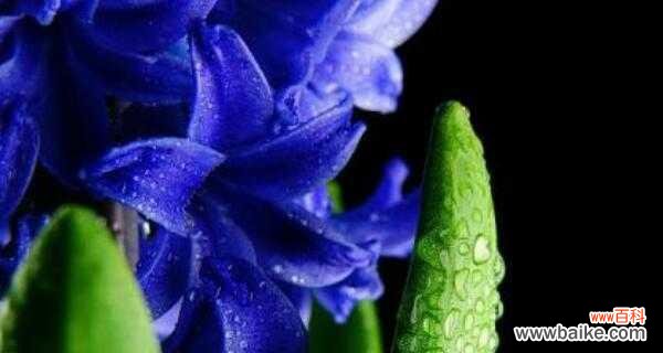 揭开黄色风信子的花语之谜 黄色风信子花语的魅力与寓意