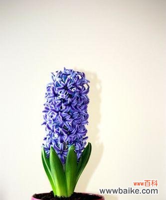 揭开黄色风信子的花语之谜 黄色风信子花语的魅力与寓意