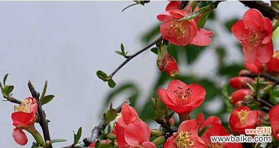 以海棠花开为寓意的人生哲理与情感表达 海棠花开