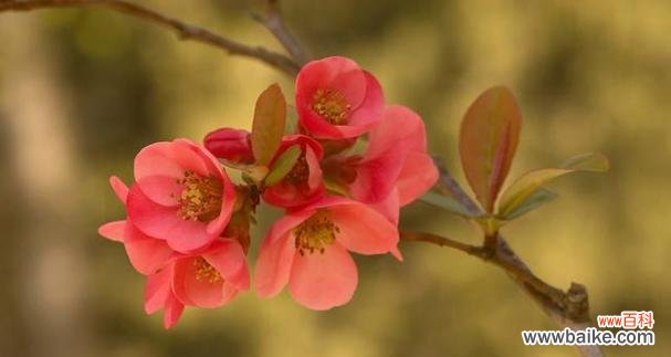 以海棠花开为寓意的人生哲理与情感表达 海棠花开
