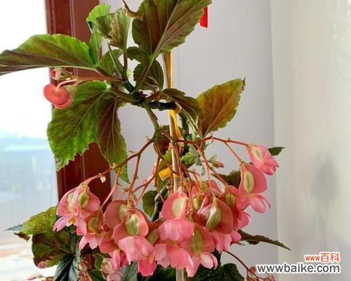 以海棠花开为寓意的人生哲理与情感表达 海棠花开