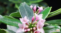 探寻海桐花的花语之美 以海桐花花语为主题的文章