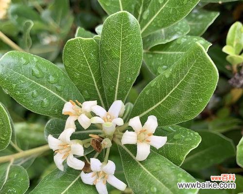 以海桐花为媒 海桐花语