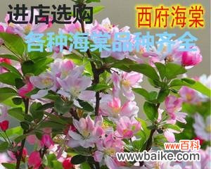 用海棠树解读生命之美 海棠树的象征意义与寓意