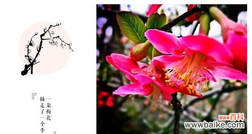 浓情岁月 海棠花的意义与传承
