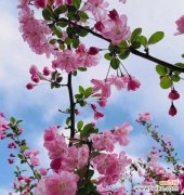 传递爱情 海棠花语象征与寓意