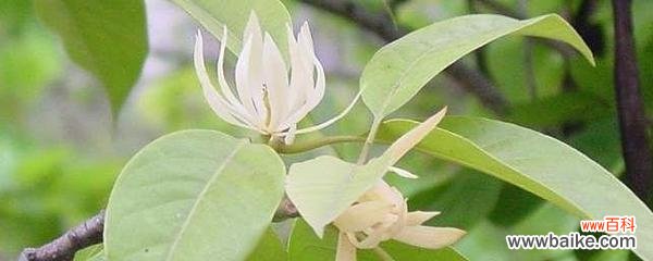 以微笑传递幸福的含笑花 含笑花的花语及其传递的快乐力量